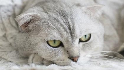 别再误会蜜桃网：真正影响体验的是节奏（真的不夸张）